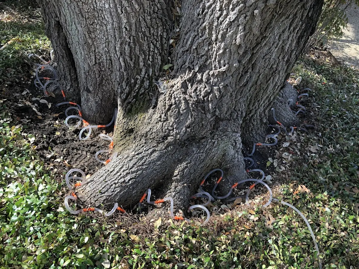 Detailed Tree Cabling and Bracing job site in New Church