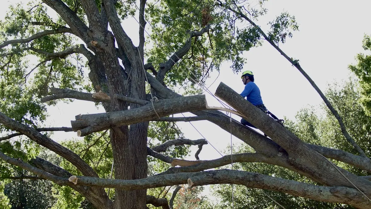 Professional Crown Thinning performed by certified arborists in New Church