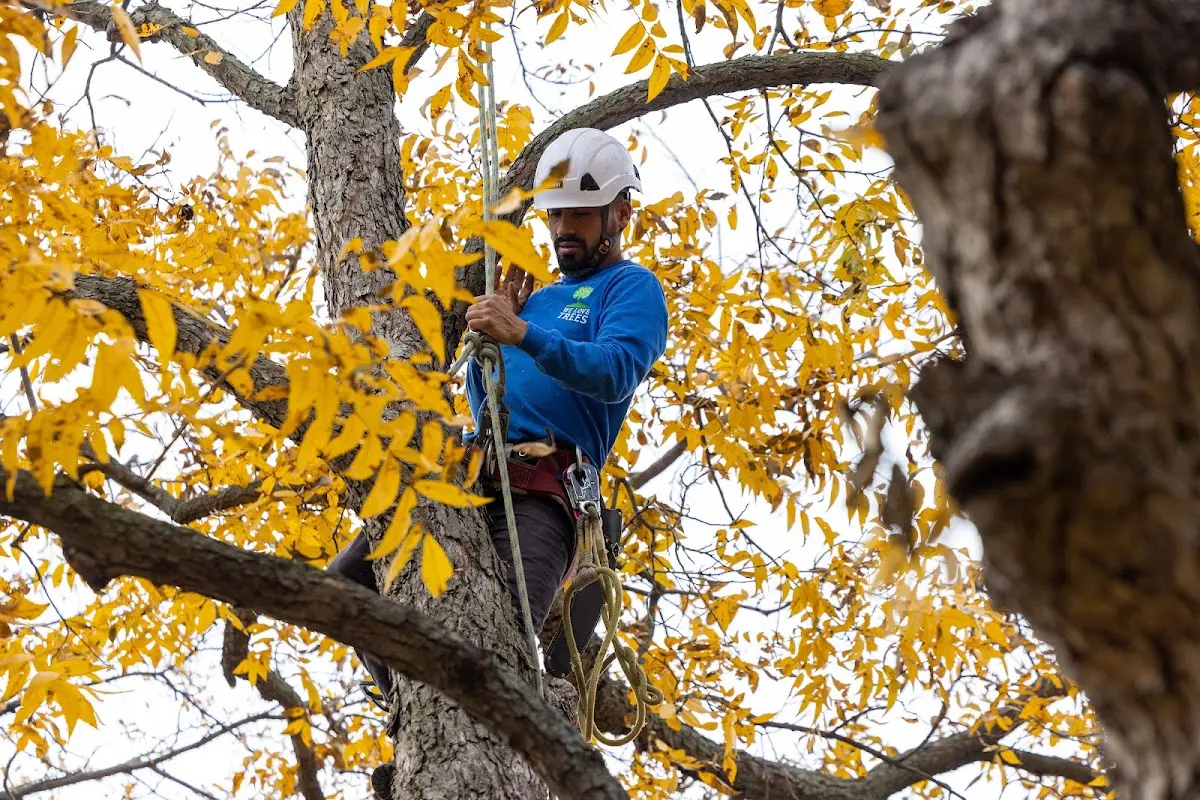 Skilled Tree Pruning crew working in New Church