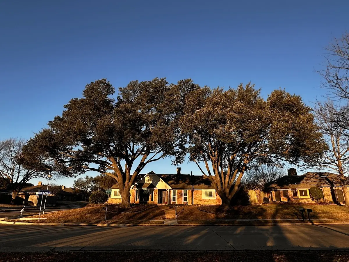 Established residential canopy tree shading a home in New Church